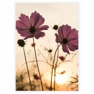 Silhouette rosa blomst - Plakat