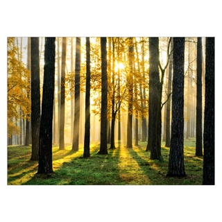 Fall skog - Plakat